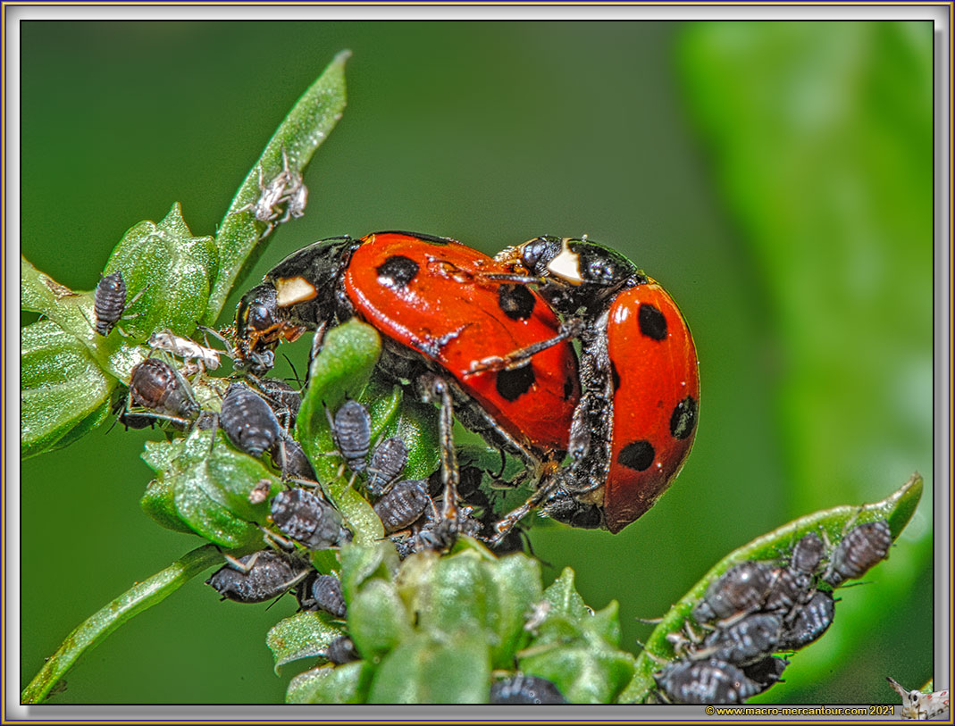 Coccinelle
